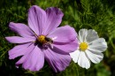 Cosmea (3) * 1419 x 942 * (317KB)